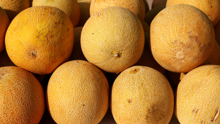 Galia Melon