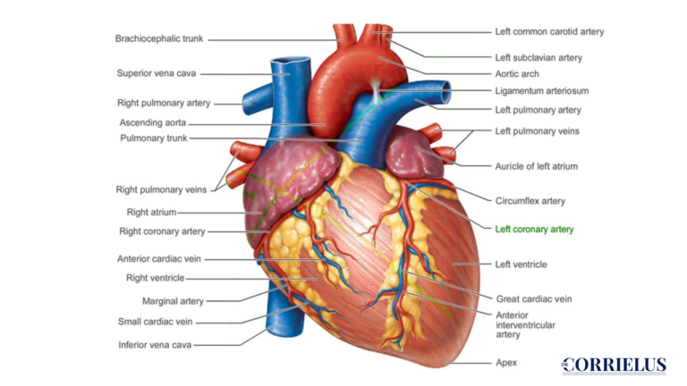 Heart's Anatomy